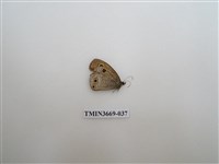 藏品(眼蝶科)的圖片